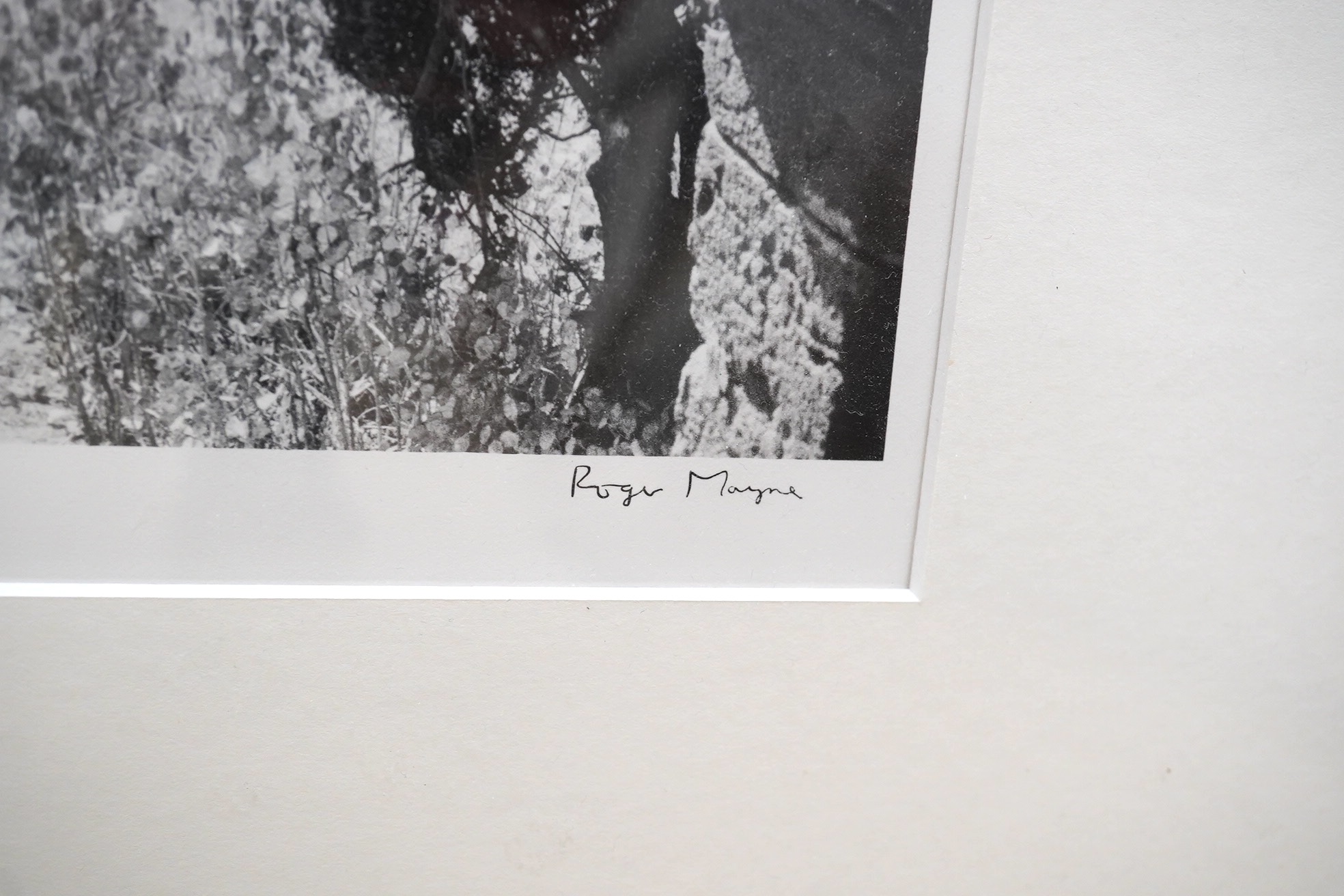 Roger Mayne (Photographer, 1929-2014), gelatin silver print, Tree lined pathway, signed in ink, limited edition 2/72, 24 x 33cm. Condition - good